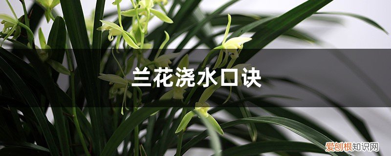兰花浇水口诀大全 兰花浇水口诀