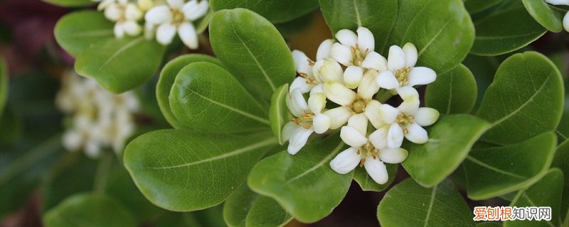 八宝玉树的养殖 八宝树的养殖方法
