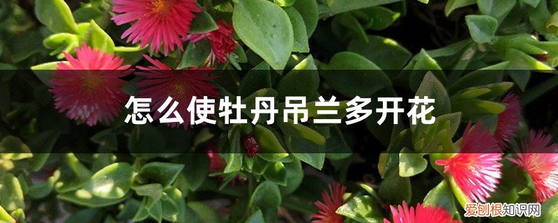 牡丹吊兰只用一招就疯长 怎么使牡丹吊兰多开花