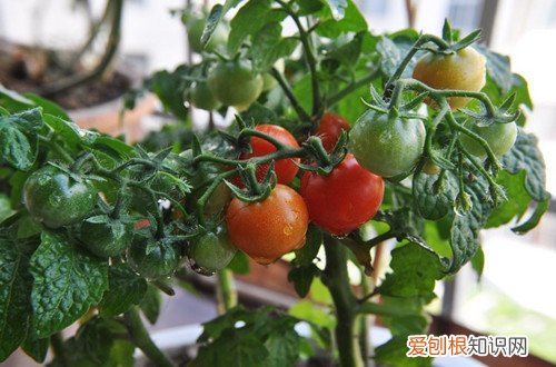 小西红柿 在家怎么盆栽圣女果 六招教你在家种圣女果(小西红柿)