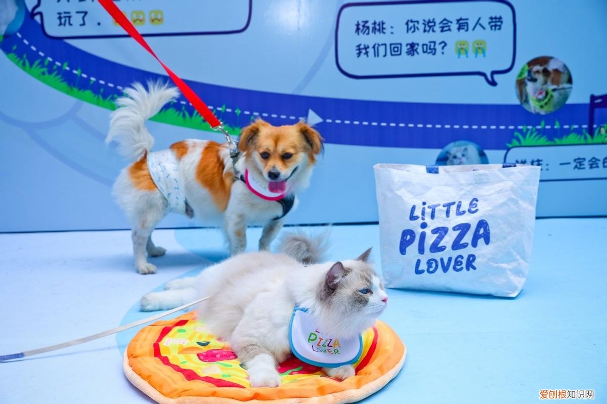 520爱情,520因爱相遇,必胜客发起“宠物友好”主题聚会