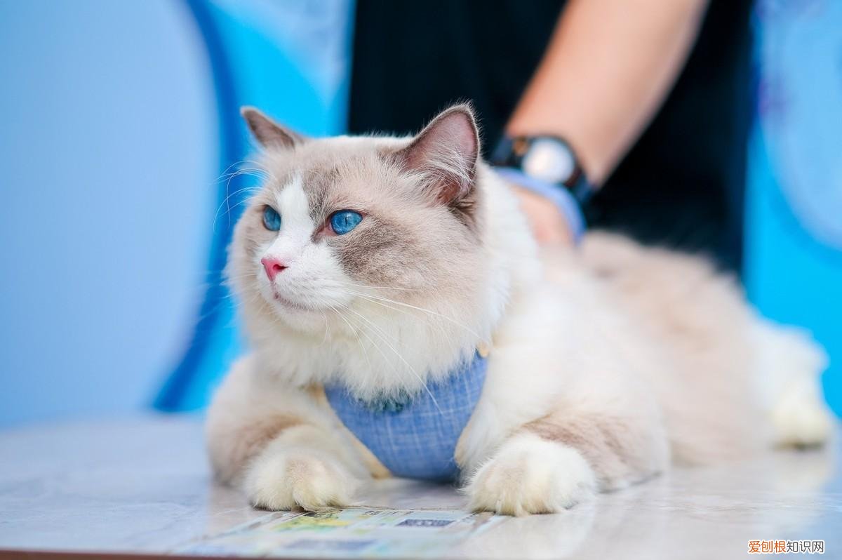 520爱情,520因爱相遇,必胜客发起“宠物友好”主题聚会