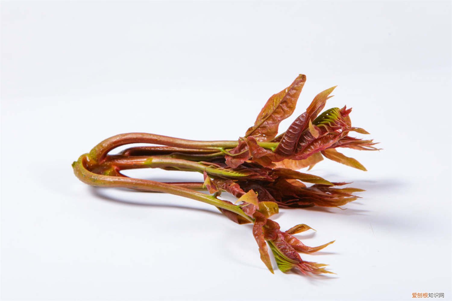 香椿苗什么时候移栽 香椿移栽时间