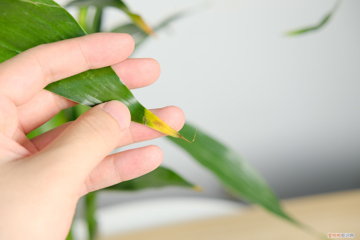 富贵竹用生根粉怎么养 怎么给富贵竹使用生根粉