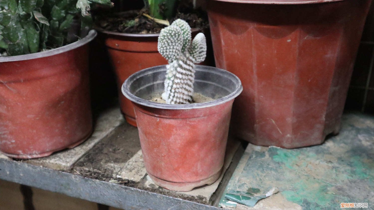 仙人掌怎样扦插蟹爪兰 仙人掌怎样扦插