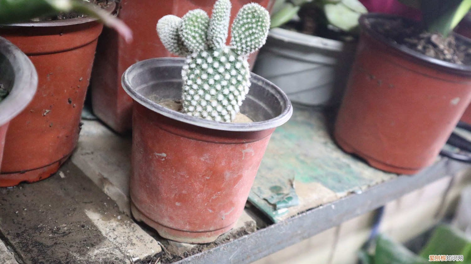 仙人掌怎样扦插蟹爪兰 仙人掌怎样扦插