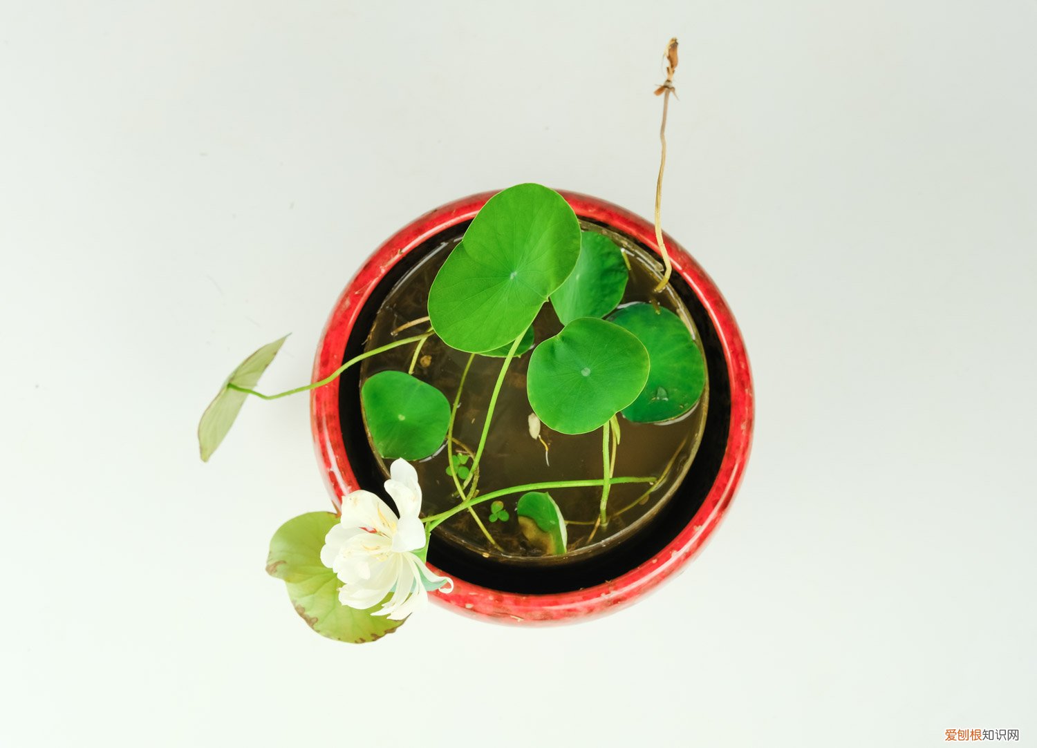 碗莲冬天种植视频 碗莲冬天怎么种