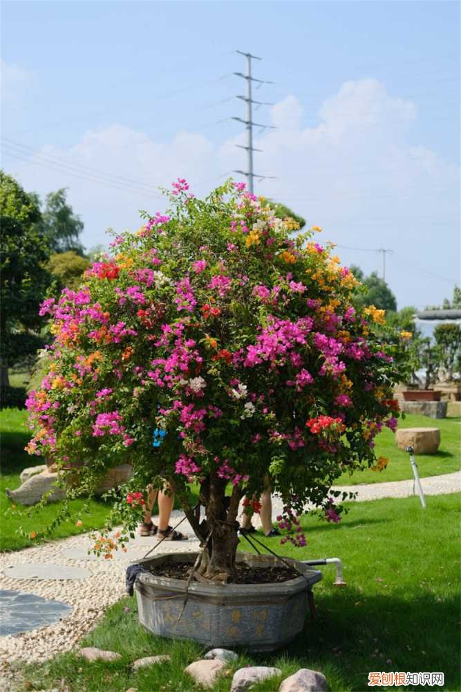 三角梅老桩促发芽方法有哪些 三角梅老桩促发芽方法