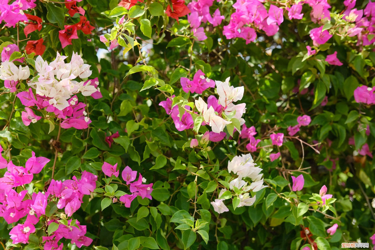 三角梅老桩促发芽方法有哪些 三角梅老桩促发芽方法