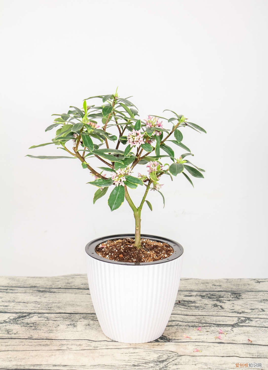 瑞香几月份扦插成活率高 瑞香扦插时间