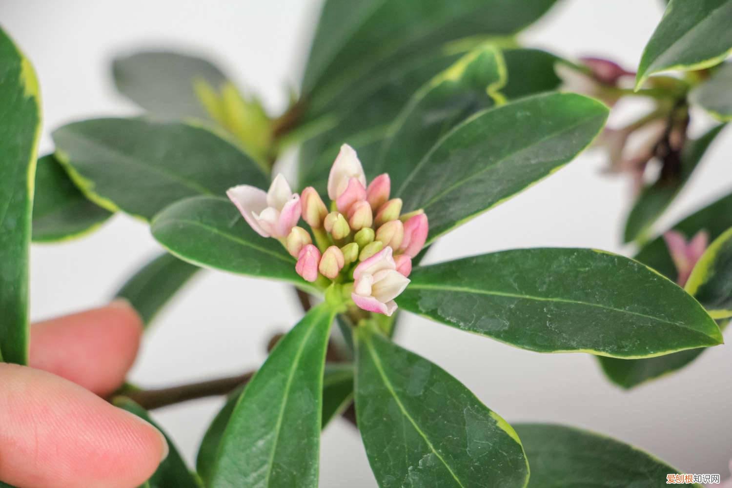 瑞香几月份扦插成活率高 瑞香扦插时间