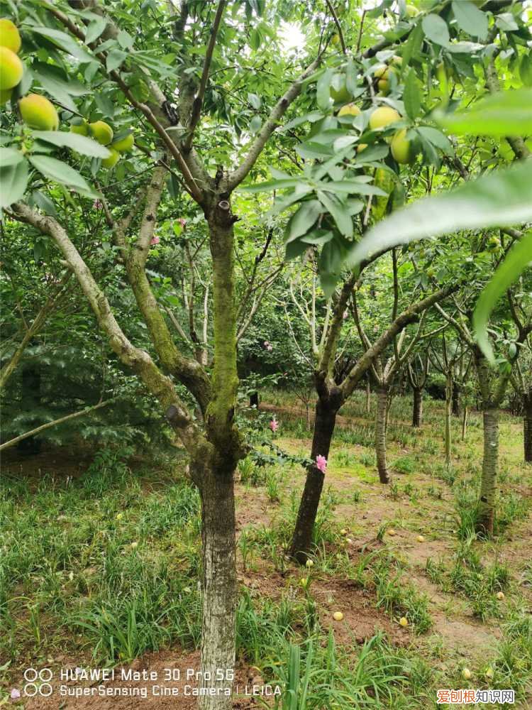 核桃树春天能修剪吗 核桃树春天可以修剪吗,该怎么剪?