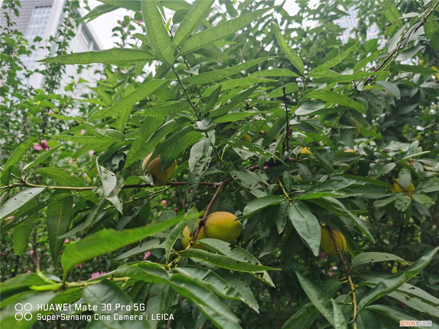 核桃树春天能修剪吗 核桃树春天可以修剪吗,该怎么剪?