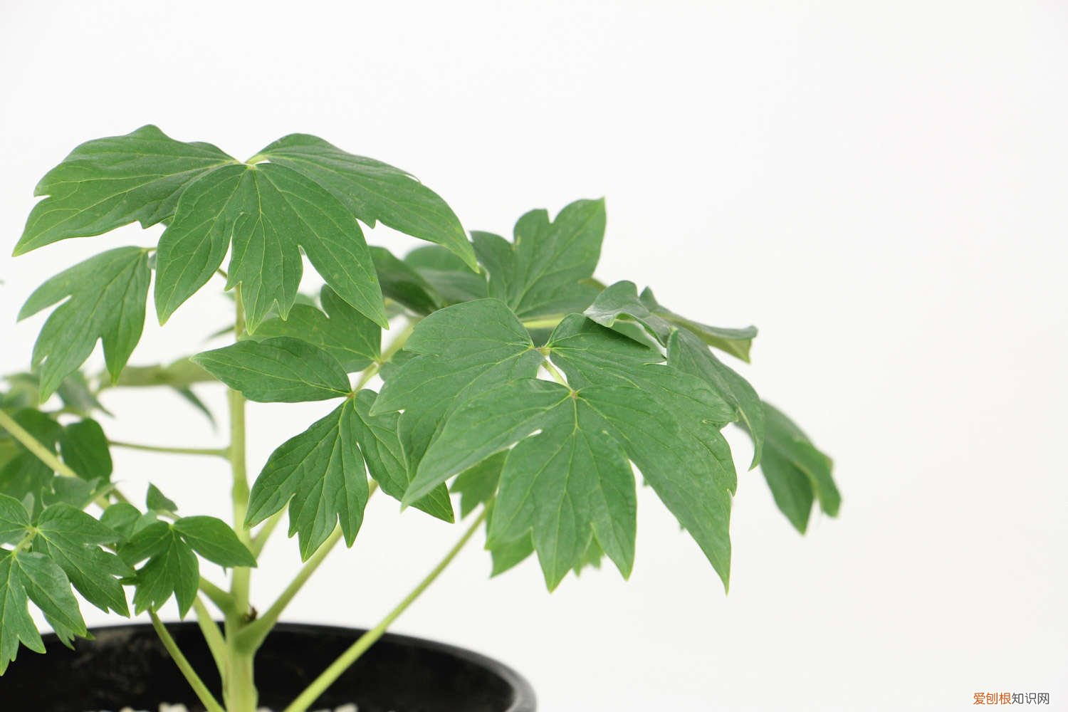 牡丹花用什么土种最好 牡丹花用什么土