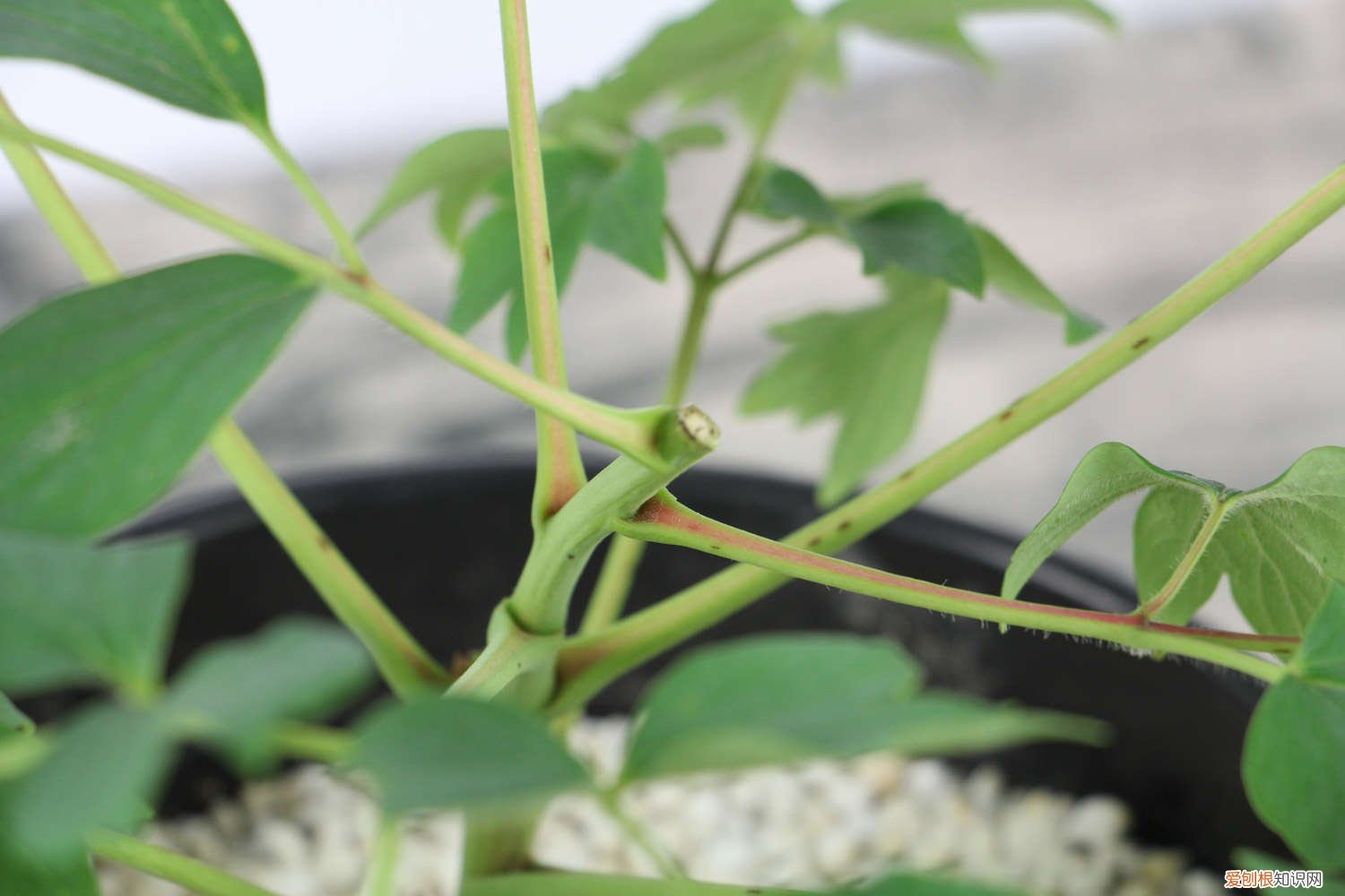 牡丹花用什么土种最好 牡丹花用什么土