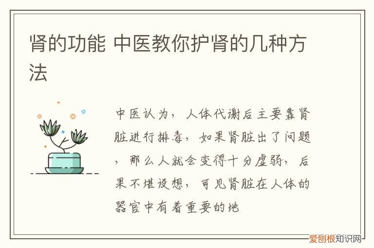肾的功能 中医教你护肾的几种方法