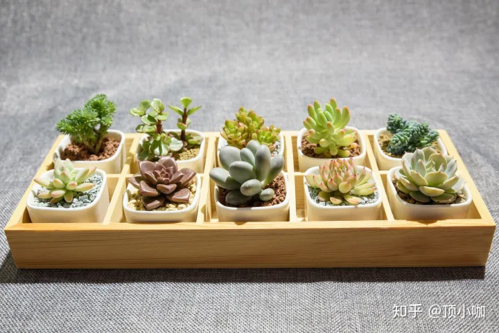 因为老舍喜欢养花而且养了许多花，养花就学老舍先生：花开得大小好坏不计较，只要开花，我就高兴！