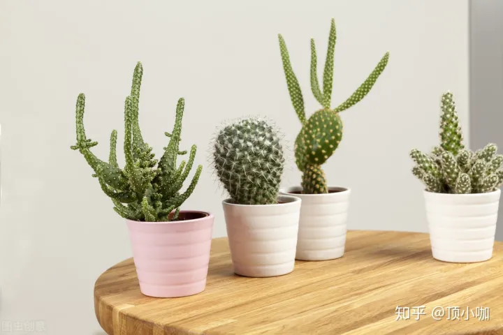 因为老舍喜欢养花而且养了许多花，养花就学老舍先生：花开得大小好坏不计较，只要开花，我就高兴！