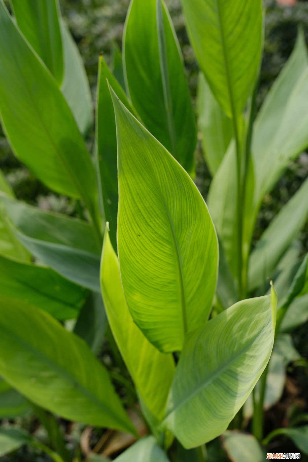 美人蕉种植注意事项 美人蕉种植方法和时间