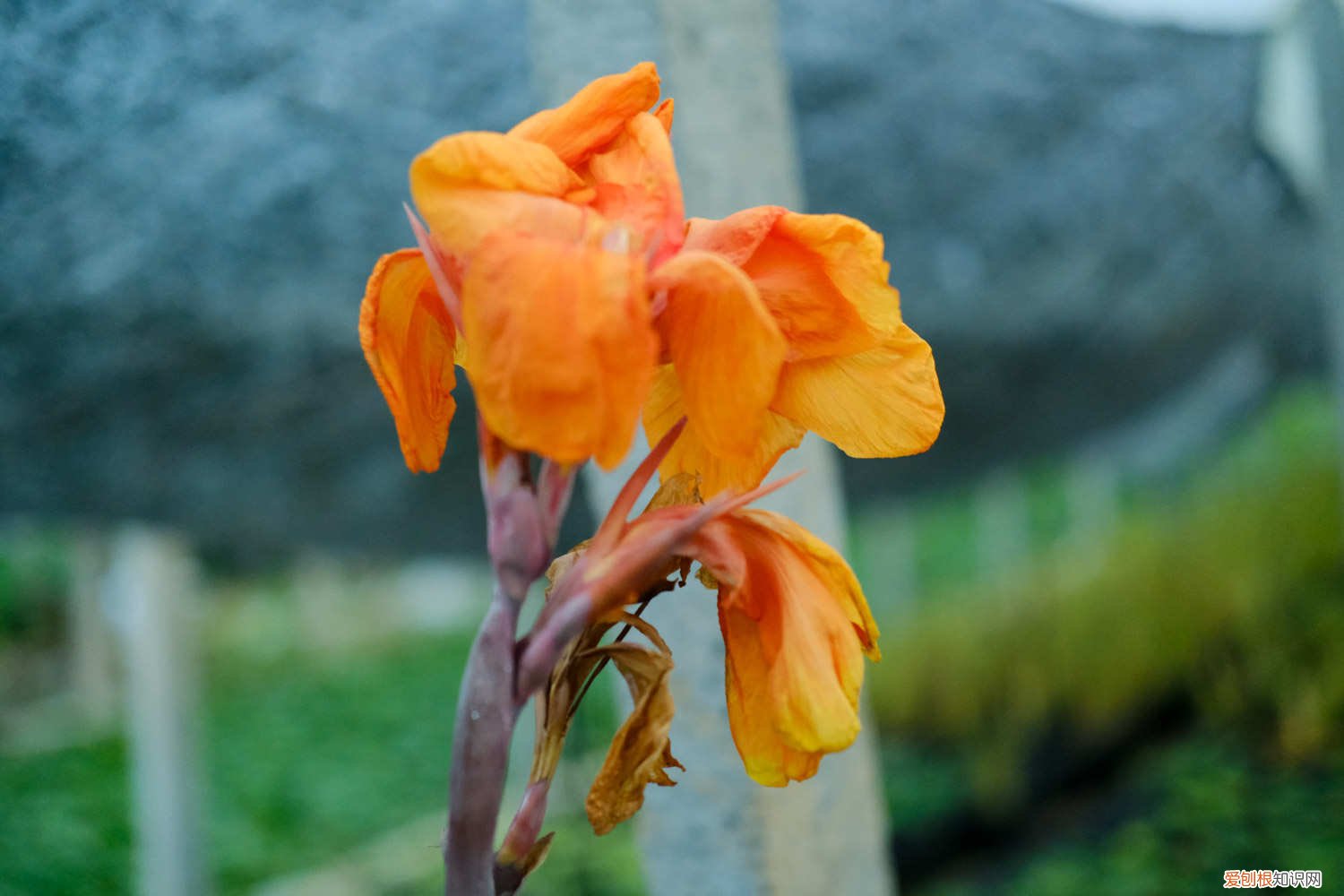 美人蕉种植注意事项 美人蕉种植方法和时间