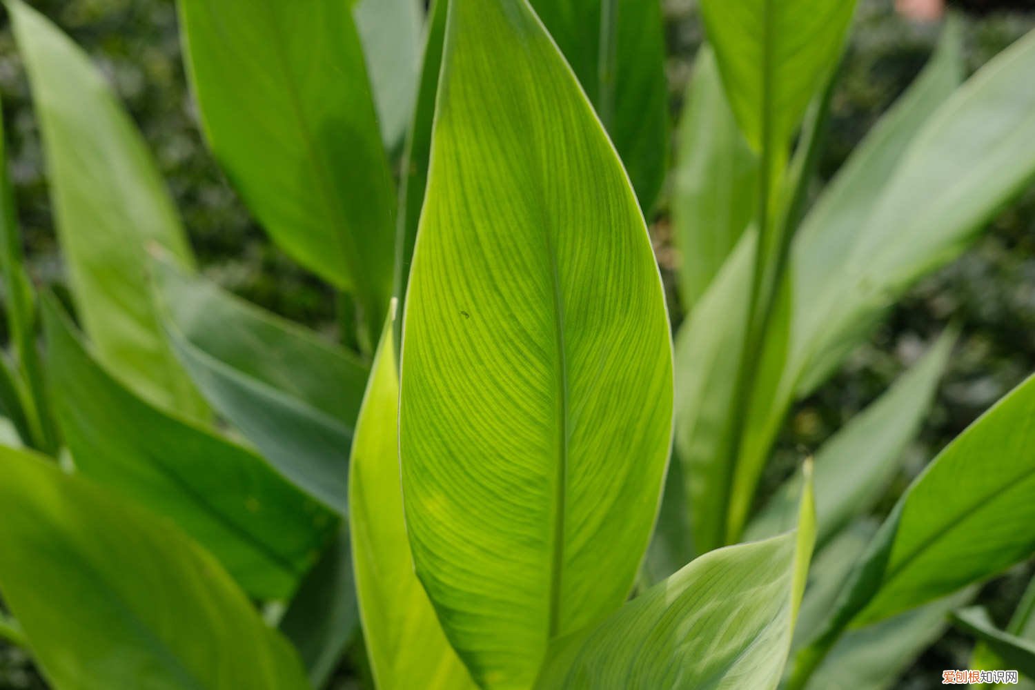 美人蕉种植注意事项 美人蕉种植方法和时间