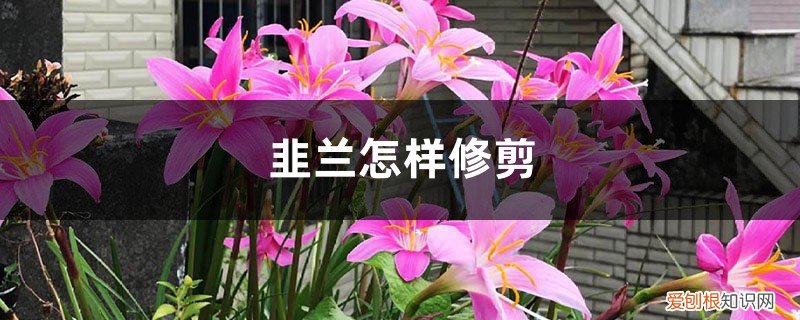 韭兰怎样修剪:修剪方法,注意事项 韭兰怎样修剪