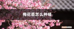 梅花苗怎么种植包到盆栽里 梅花苗怎么种植