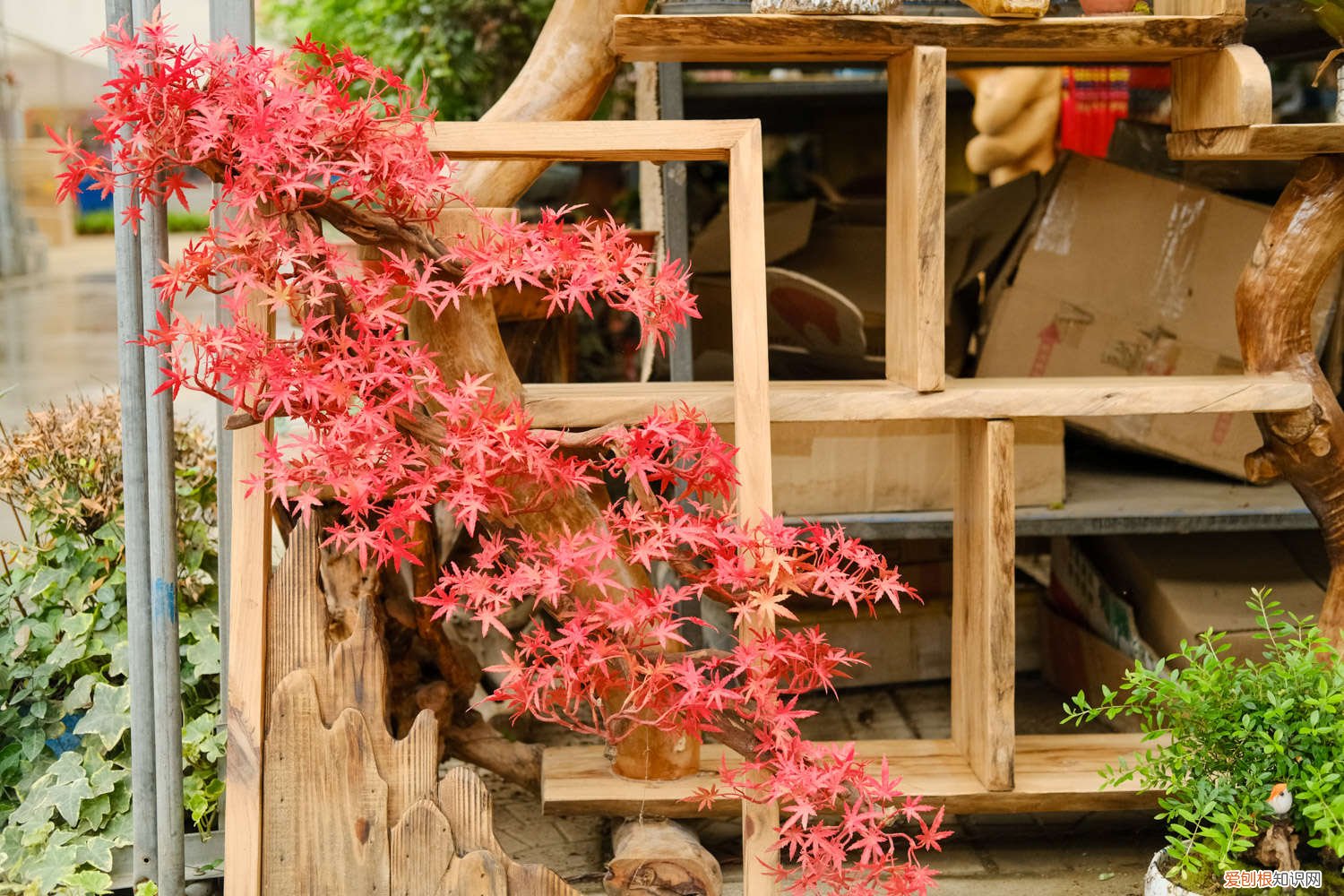 红枫什么时间扦插有什么要求 红枫扦插时间和方法