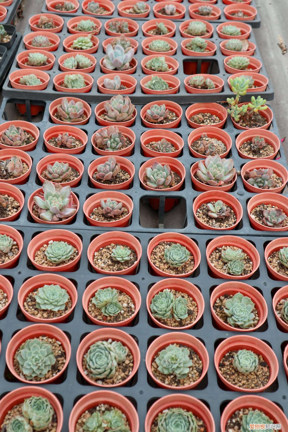 怎么多肉叶插 肉肉植物怎么叶插