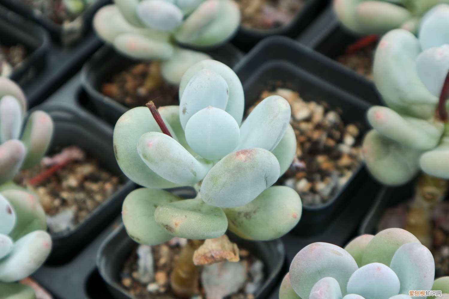 怎么多肉叶插 肉肉植物怎么叶插