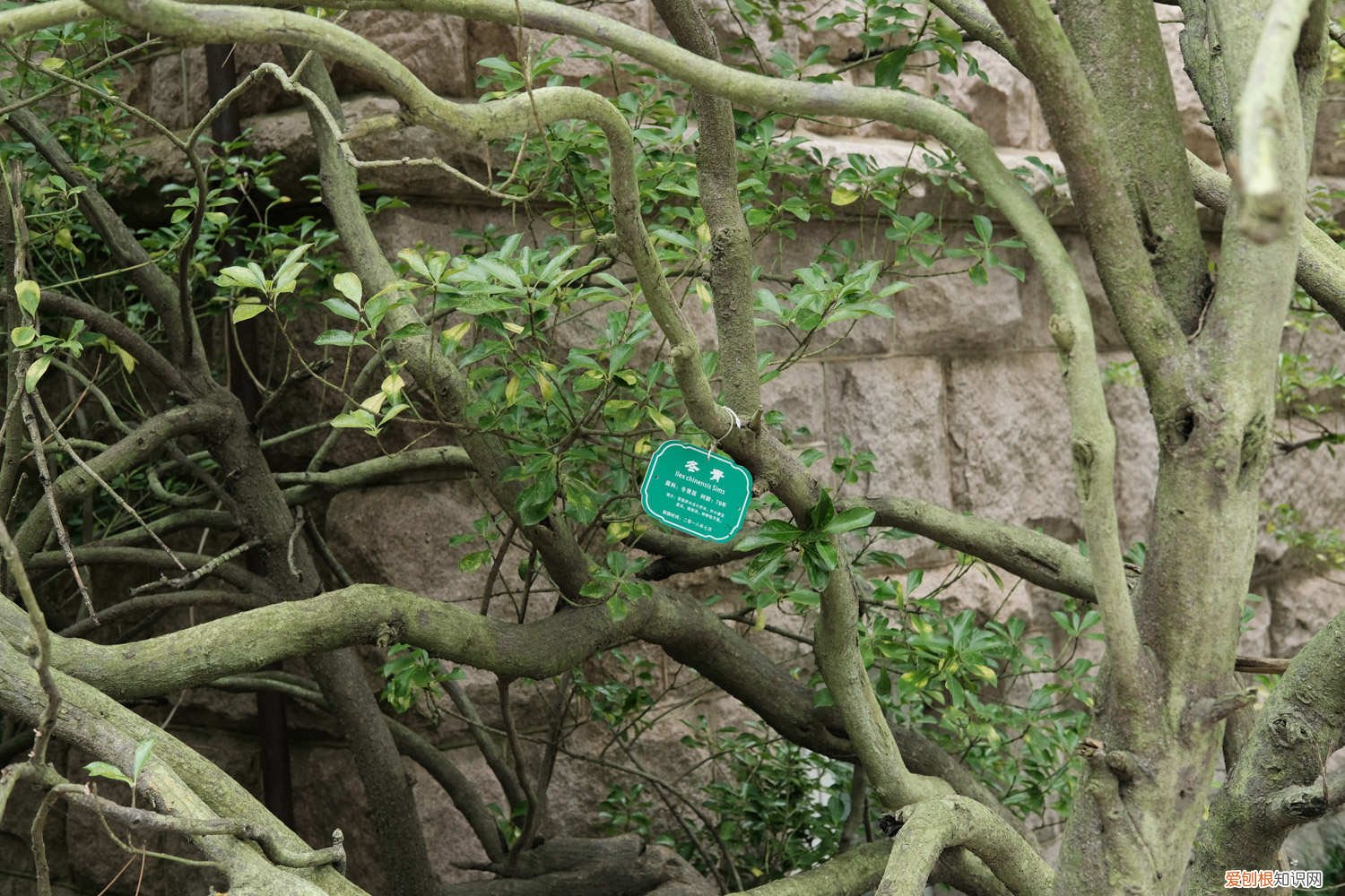 冬青栽种方法 冬青移栽方法