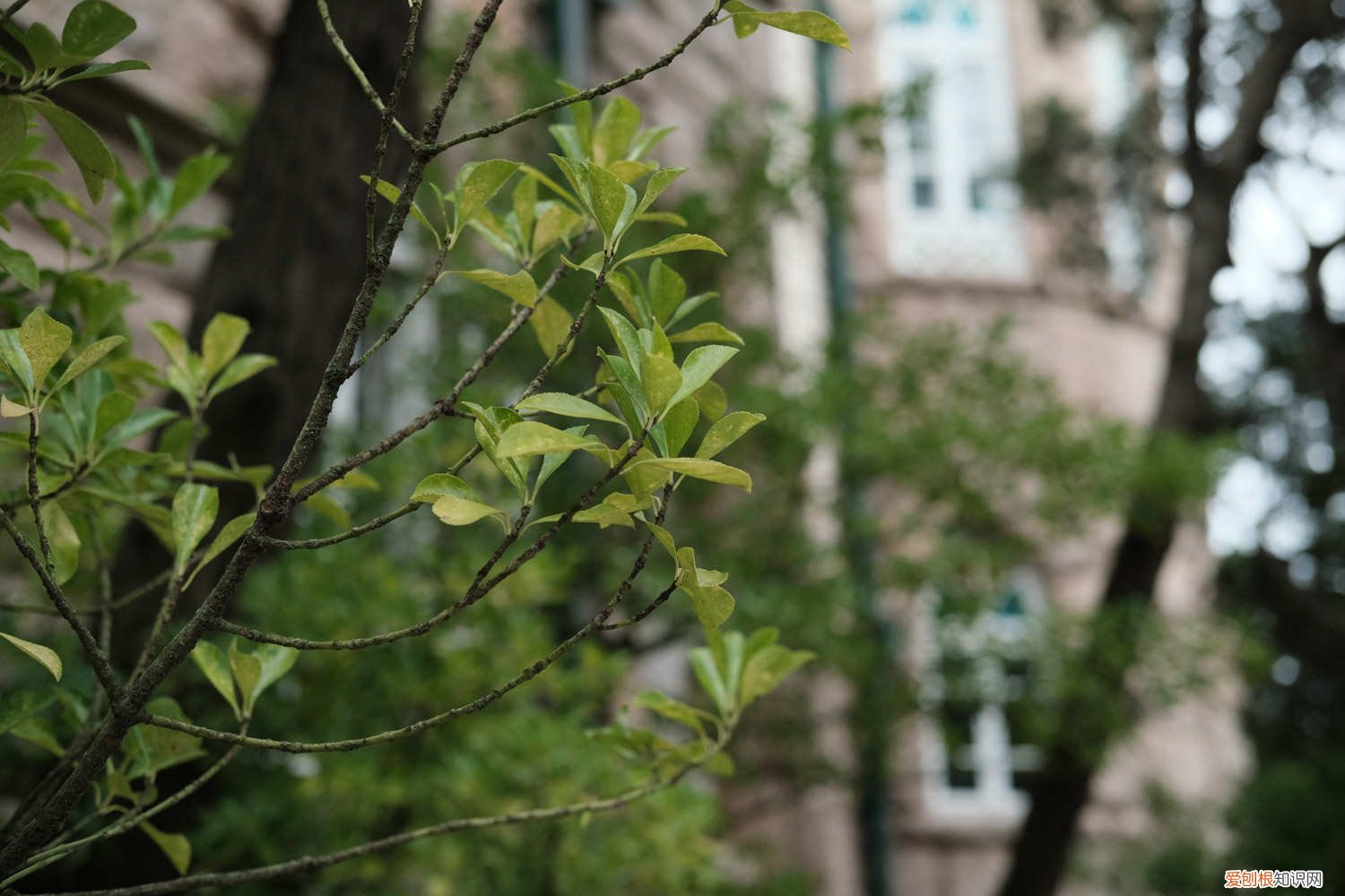 冬青栽种方法 冬青移栽方法