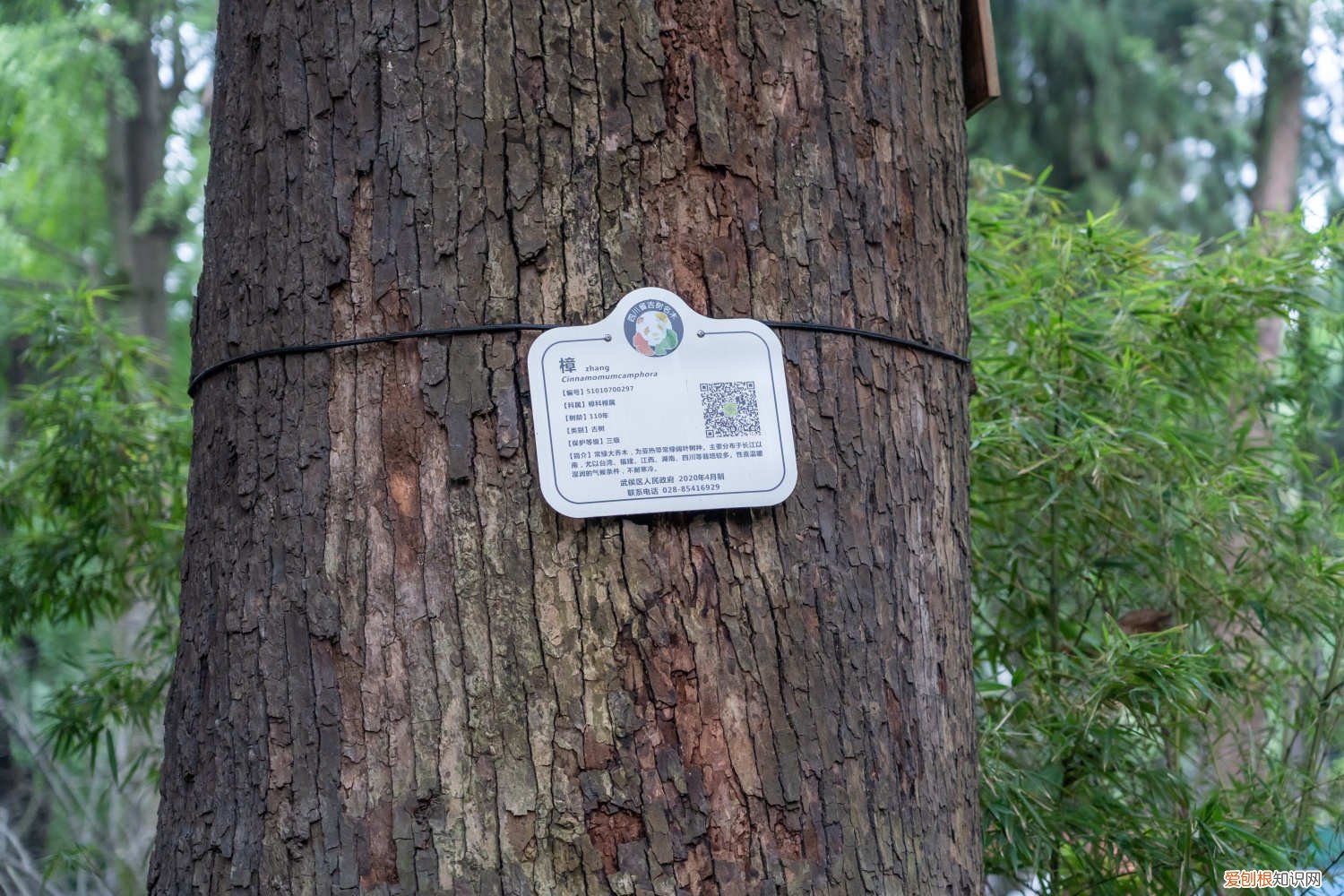 樟树怎样育苗 樟树种子怎么育苗