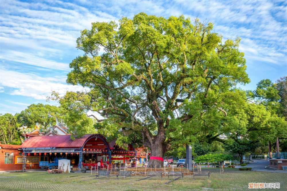 樟树怎样育苗 樟树种子怎么育苗