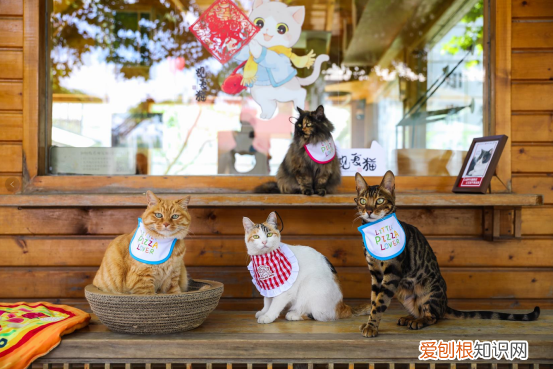 北京观复博物馆观复猫，北京必胜客联合观复博物馆观复猫发起“宠物友好”主题活动