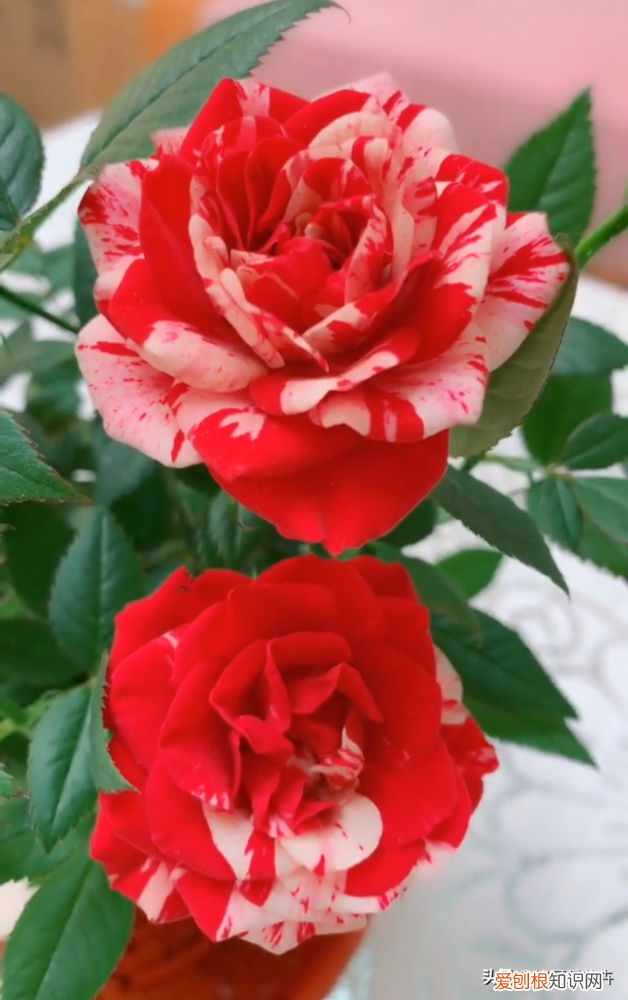 养花有技巧吗，两分钟教你学会养花，做到以下几点不信养不好，卖花的不会告诉你