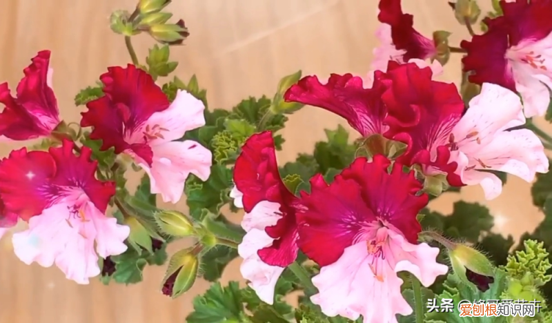 养花有技巧吗，两分钟教你学会养花，做到以下几点不信养不好，卖花的不会告诉你