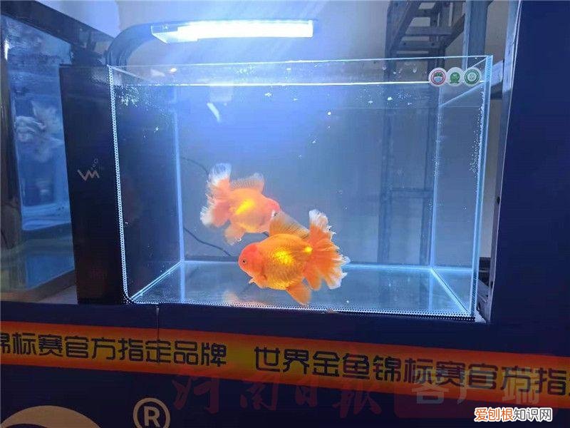 2021宠物展会时间,2021年“中部宠物第一展”:“萌宠”嘉年华 新潮“宠”经济