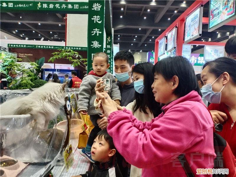 2021宠物展会时间,2021年“中部宠物第一展”:“萌宠”嘉年华 新潮“宠”经济