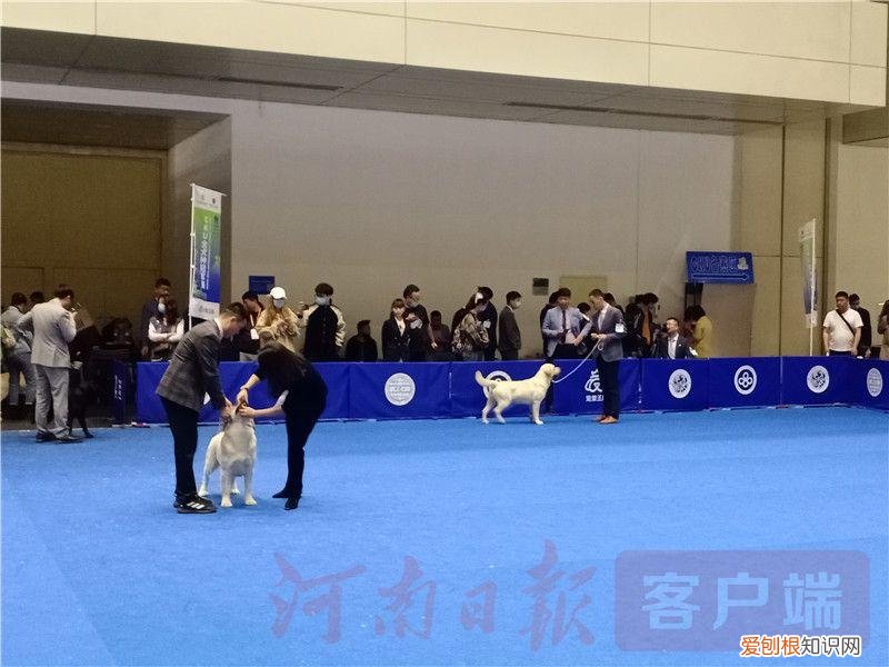 2021宠物展会时间,2021年“中部宠物第一展”:“萌宠”嘉年华 新潮“宠”经济