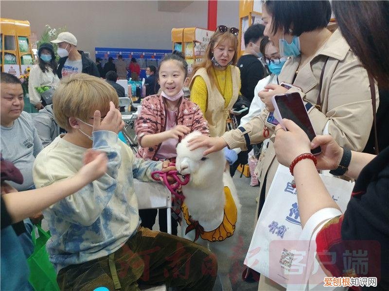 2021宠物展会时间,2021年“中部宠物第一展”:“萌宠”嘉年华 新潮“宠”经济