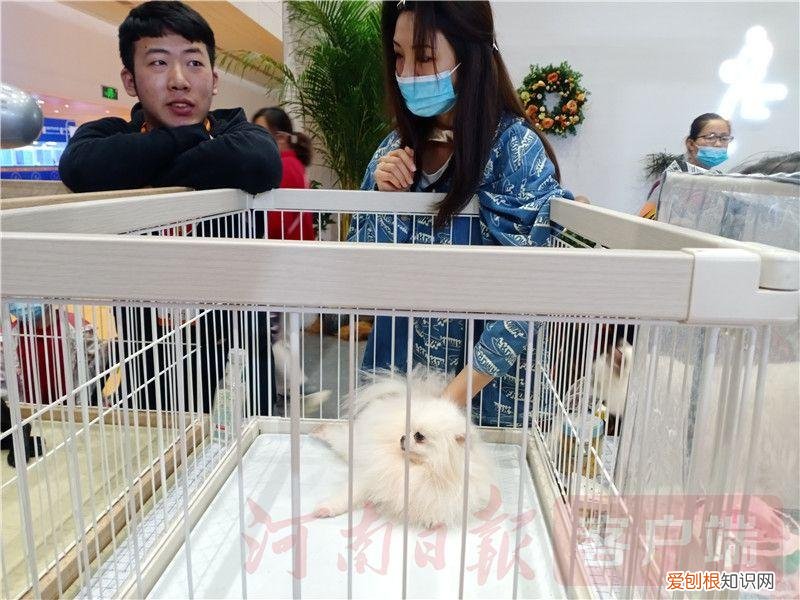 2021宠物展会时间,2021年“中部宠物第一展”:“萌宠”嘉年华 新潮“宠”经济