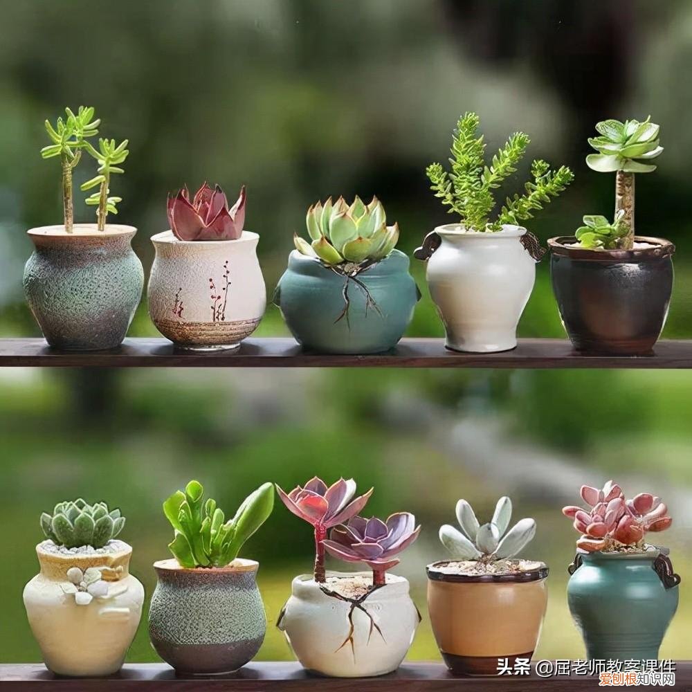 四季的花幼儿教案，屈老师大班数学教案《四季花圃》