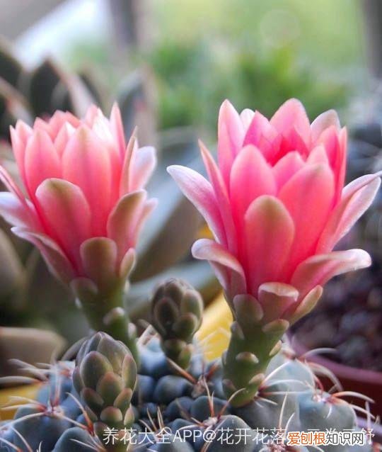 浇花培养孩子什么能力,养花要从小培养,浇浇水施施肥,让孩子体会到动手的乐趣