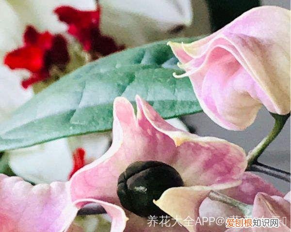 浇花培养孩子什么能力,养花要从小培养,浇浇水施施肥,让孩子体会到动手的乐趣