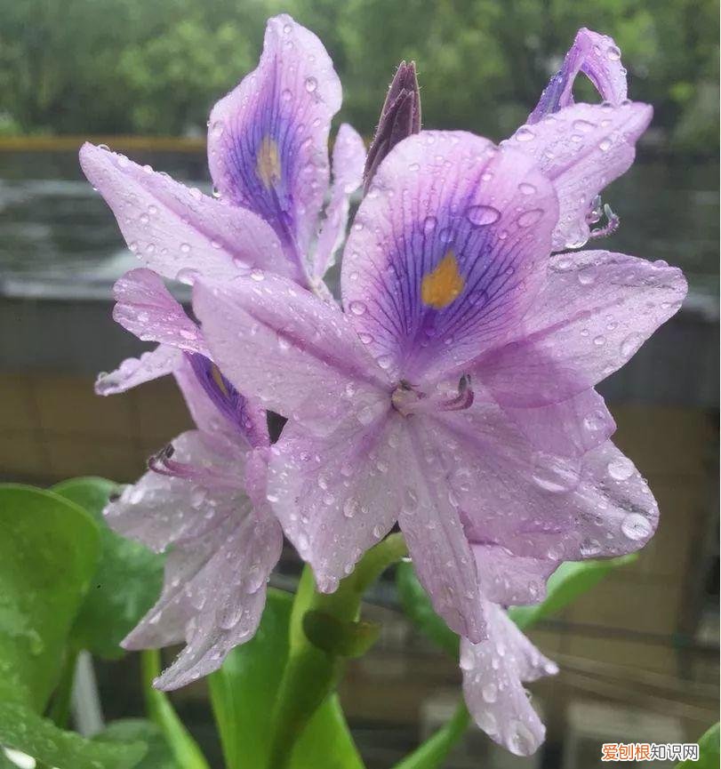 浇花培养孩子什么能力,养花要从小培养,浇浇水施施肥,让孩子体会到动手的乐趣