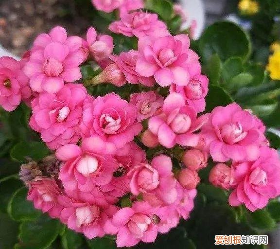 浇花培养孩子什么能力,养花要从小培养,浇浇水施施肥,让孩子体会到动手的乐趣