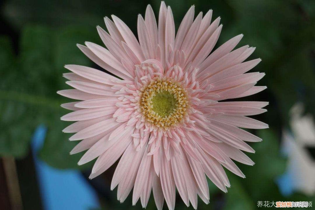 浇花培养孩子什么能力,养花要从小培养,浇浇水施施肥,让孩子体会到动手的乐趣