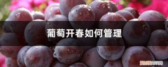 葡萄成熟时怎么管理 葡萄开春后如何管理