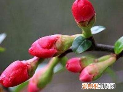 怎样养花草，怎样养花?